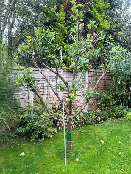 Photo of free 6-7 year old Plum Tree (Orpington BR6) #1