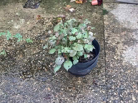 Photo of free Dahlia plant (Burnham on Crouch CM0) #1