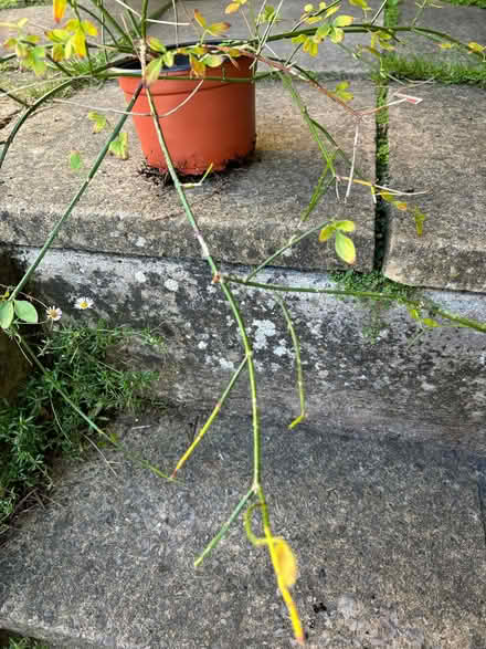 Photo of free Jasmine in need of TLC (Lower Weston) #2