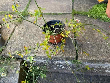 Photo of free Jasmine in need of TLC (Lower Weston) #1