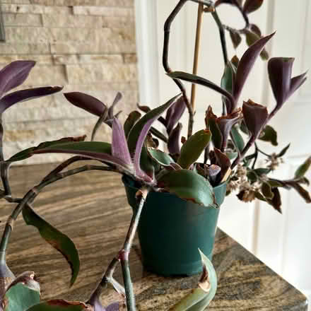 Photo of free Plant for Giving away (Foggy Bottom, DC) #1