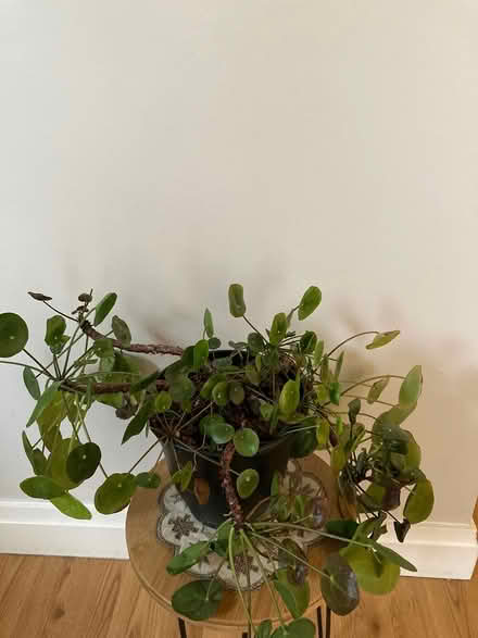 Photo of free Chinese Money Plant (Haller Lake) #1