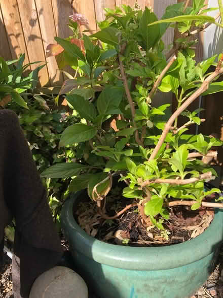 Photo of free Hydrangea plant (Thrupp GL5) #2