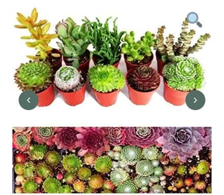 Photo of Winter hardy succulents (Langney BN23) #1