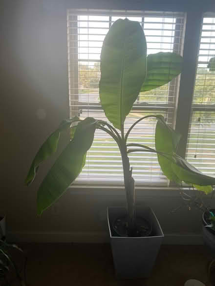 Photo of free banana plant (Mint hill) #1