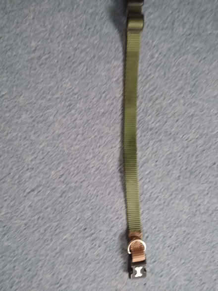 Photo of free Small dog collar (Canonmills EH3) #1