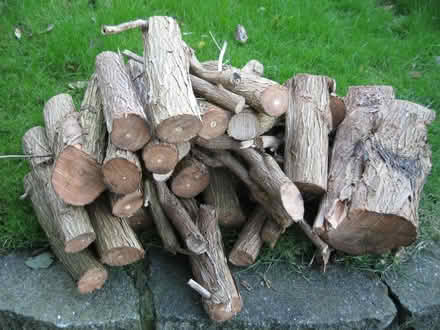 Photo of free Firewood (Parson's Heath CO4) #2