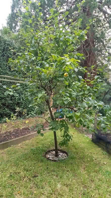 Photo of free Quince Tree (Barnstaple) #1