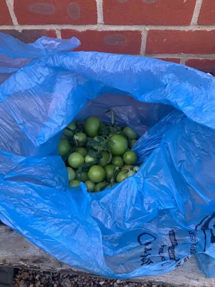 Photo of free 2.5 Kgs of Green Tomatoes (Heybridge CM9) #1