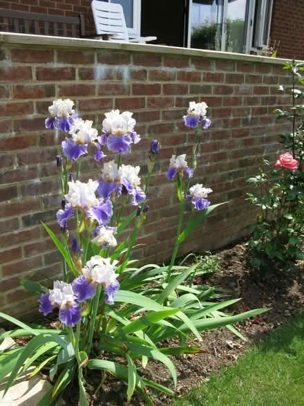 Photo of free Irises (Alton GU34) #1
