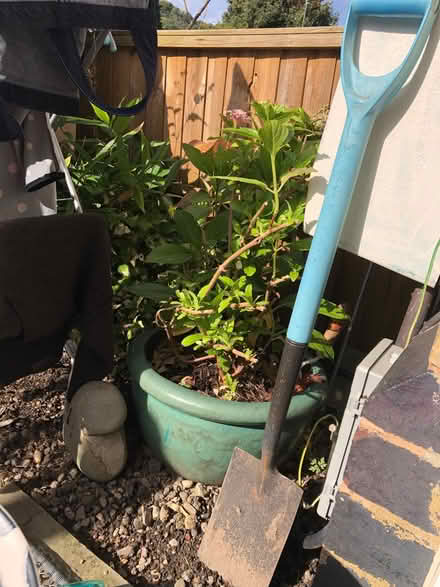 Photo of free Hydrangea plant (Thrupp GL5) #1