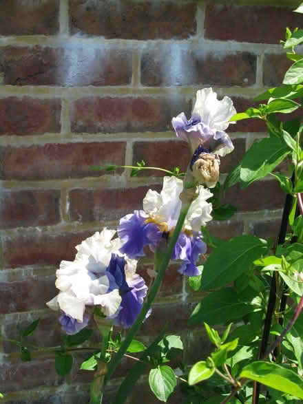 Photo of free Irises (Alton GU34) #2