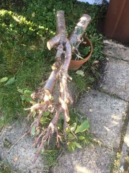 Photo of free Tree offcuts for firewood/wood turning (Bishops Cleeve GL52) #1