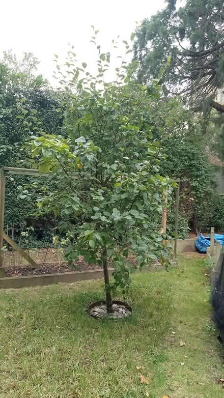 Photo of free Quince Tree (Barnstaple) #2