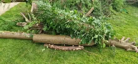 Photo of free Logs (Preston PR5) #1