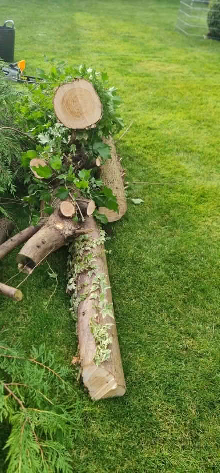 Photo of free Logs (Preston PR5) #2