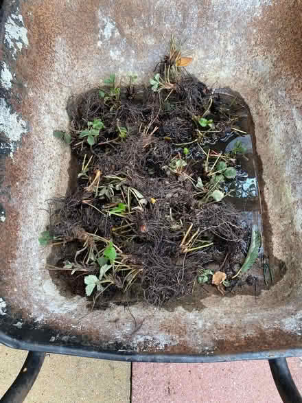 Photo of free Strawberry Plants đ (Spring Park CR0) #1