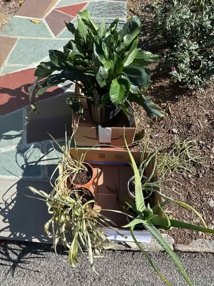 Photo of free House plants (Hartsdale) #1