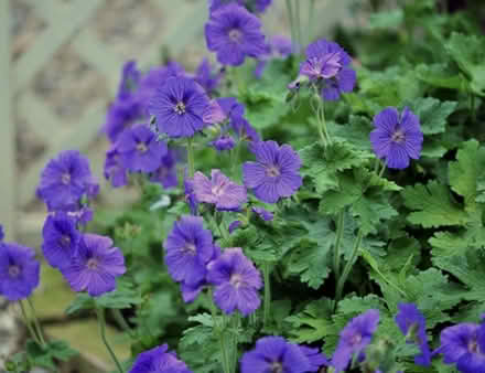 Photo of Blue Geranium (Cheshunt EN7) #1