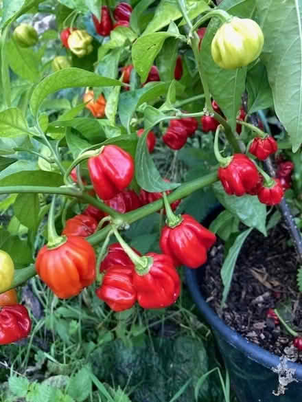 Photo of free Very hot chillies (CM9 Langford) #1