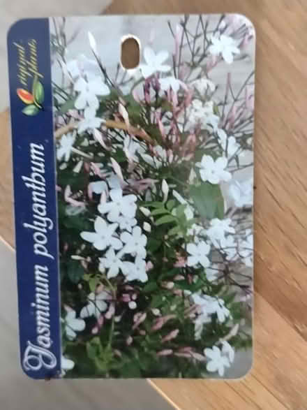 Photo of free Jasmine Houseplant (Penrith CA11) #2