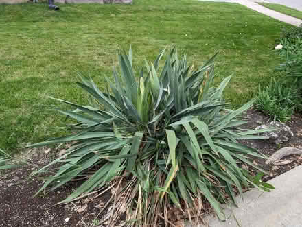 Photo of free Outdoor plants (North West Brampton) #4