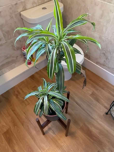 Photo of free House plant (Lewisham) #2