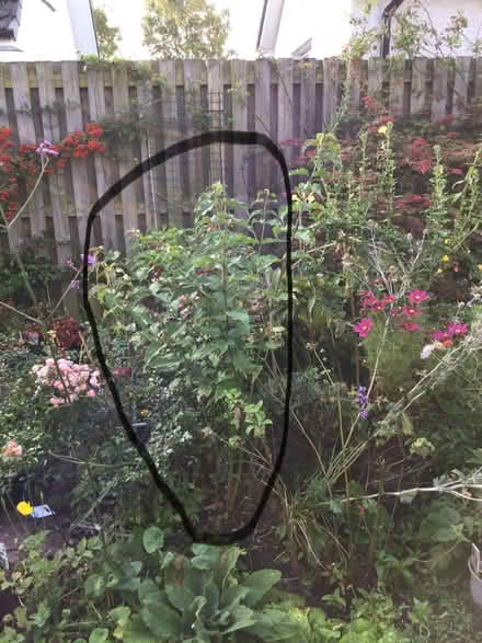 Photo of free Pheasant Berry plant (Bridge of Allan FK9) #1