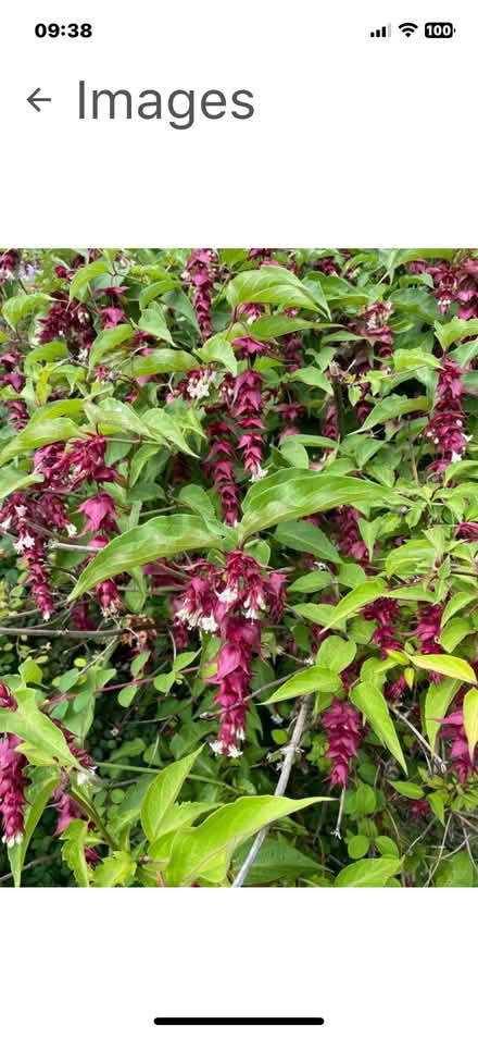 Photo of free Pheasant Berry plant (Bridge of Allan FK9) #2