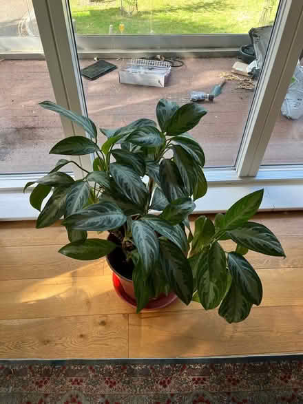 Photo of free Healthy house plant (East Dulwich) #2