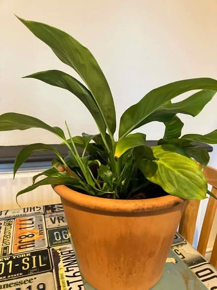 Photo of free Peace Lilly plant (Waddon) #2
