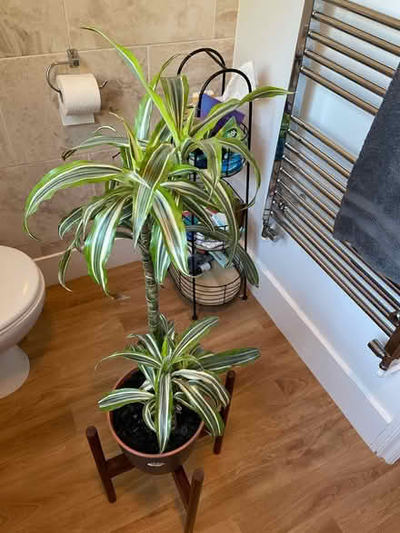 Photo of free House plant (Lewisham) #1