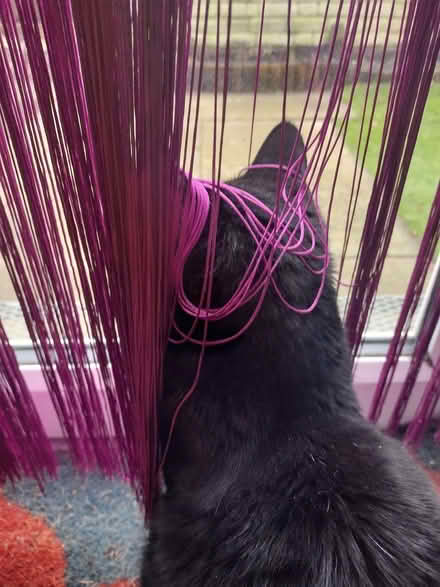 Photo of Hair Diffuser Type Hair Dryer For Curly Hair (Barons Court W6) #1