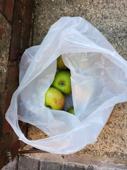 Photo of free 10 Bramleys apples in bag (Purbrook PO7) #1