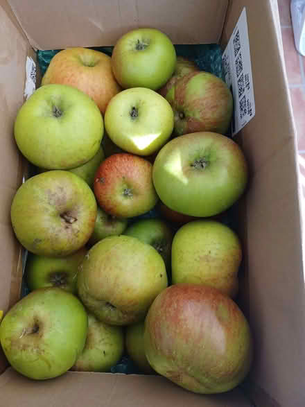 Photo of free Apples (IP5) #1