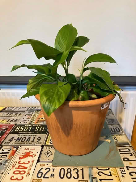 Photo of free Peace Lilly plant (Waddon) #1
