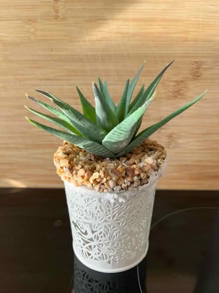Photo of free Artificial aloe vera plant with pot (Slyne with Hest, lancaster) #1