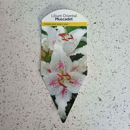Photo of free 2 Muscadet lilies (West Runton NR27) #1
