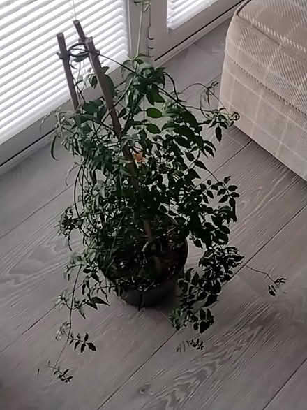 Photo of free Jasmine Houseplant (Penrith CA11) #1