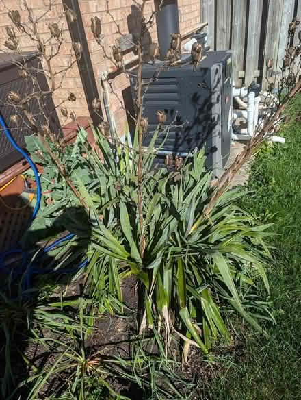 Photo of free Outdoor plants (North West Brampton) #2