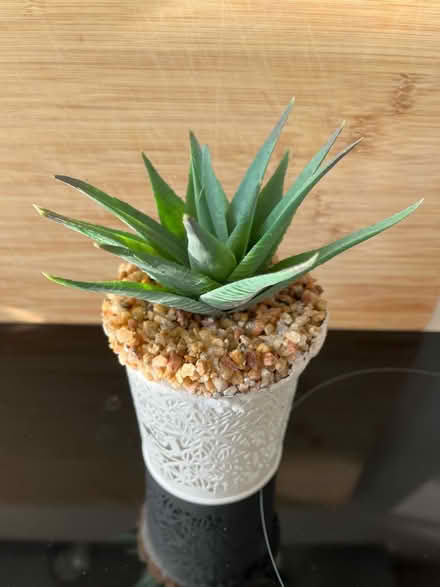 Photo of free Artificial aloe vera plant with pot (Slyne with Hest, lancaster) #3