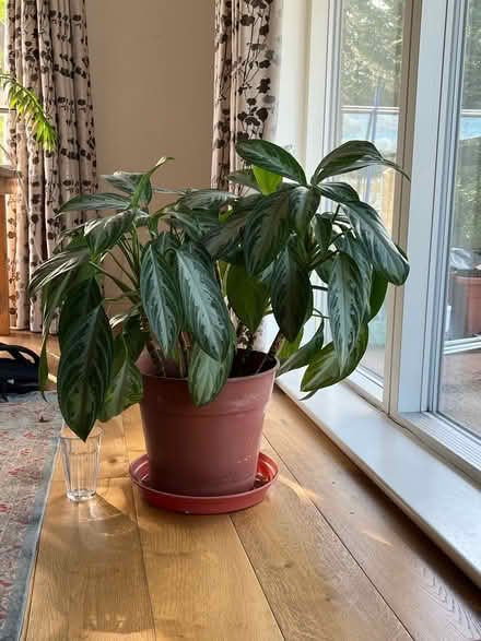 Photo of free Healthy house plant (East Dulwich) #1