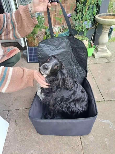 Photo of free Dog car bed (HR4. Kings Acre, Hereford.) #2