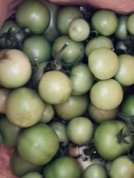 Photo of free Green tomatoes (Rochford SS4) #1