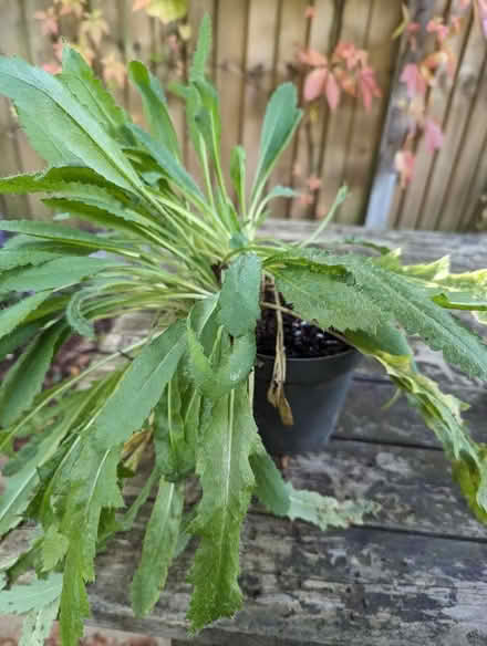 Photo of free Oriental poppy (Tonbridge TN10) #1