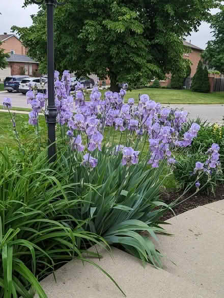 Photo of free Outdoor plants (North West Brampton) #3