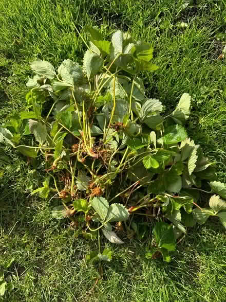 Photo of free Strawberry plants (Grafton, Shrewsbury) #1
