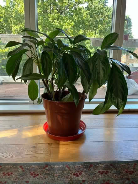 Photo of free Healthy house plant (East Dulwich) #3