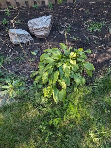 Photo of free Outdoor plants (North West Brampton) #1