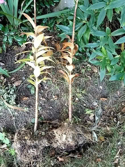 Photo of free 2 Muscadet lilies (West Runton NR27) #2
